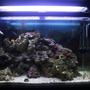 37 gallons reef tank (mostly live coral and fish) - My first ever saltwater tank. Set up in the end of August 2011