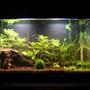 fish tank picture - 10 Gallon Planted tank.