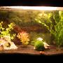 37 gallons freshwater fish tank (mostly fish and non-living decorations) - 10 Gallon freshwater tank.