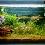 15 gallons planted tank (mostly live plants and fish) - My First attempt to nature aquarium.This is a 1 month Old Tank.