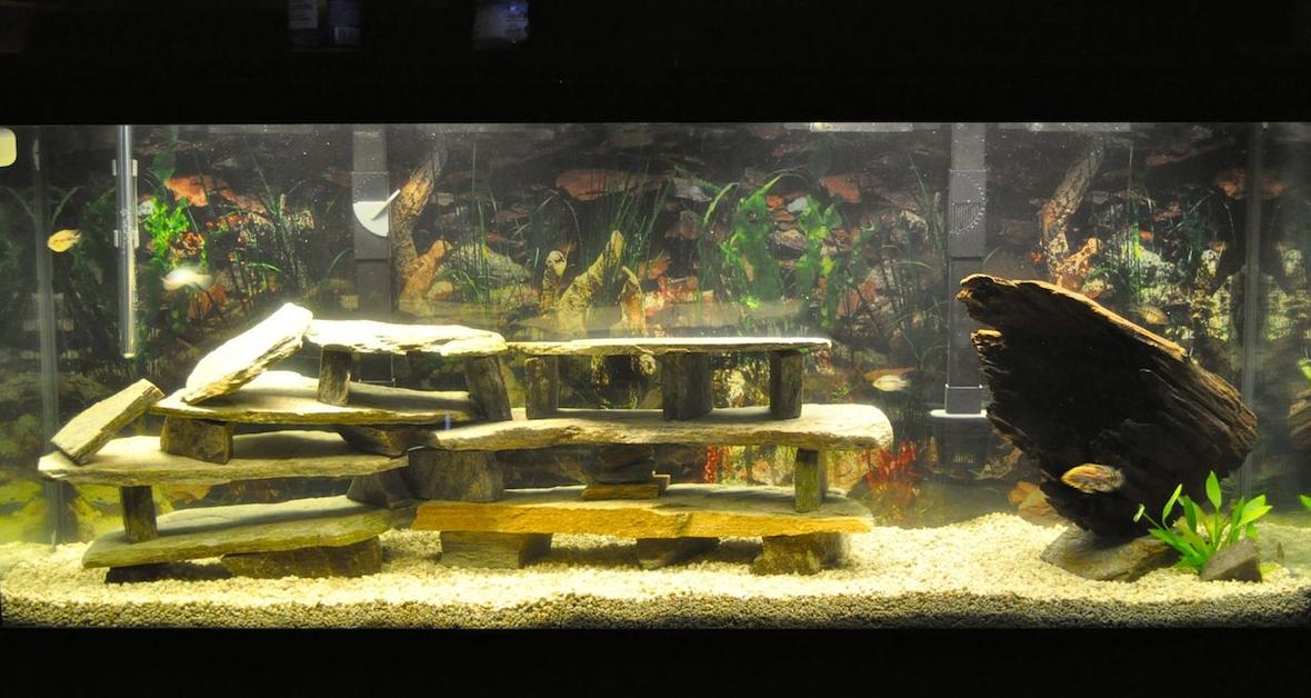55 gallons freshwater fish tank (mostly fish and non-living decorations) - My new 55 gallon tank with 1 Tiger Oscar, 4 Juvenile Texas Cichlids (waiting for two of them to pair off), 1 Jaguar Cichlid and 1 Jewel Cichlid.