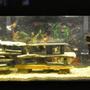 55 gallons freshwater fish tank (mostly fish and non-living decorations) - My new 55 gallon tank with 1 Tiger Oscar, 4 Juvenile Texas Cichlids (waiting for two of them to pair off), 1 Jaguar Cichlid and 1 Jewel Cichlid.