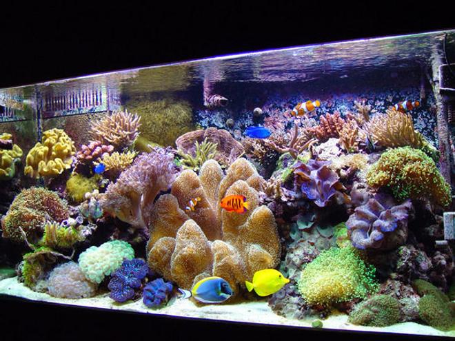 180 gallons reef tank (mostly live coral and fish) - would love for my tank to come out like this