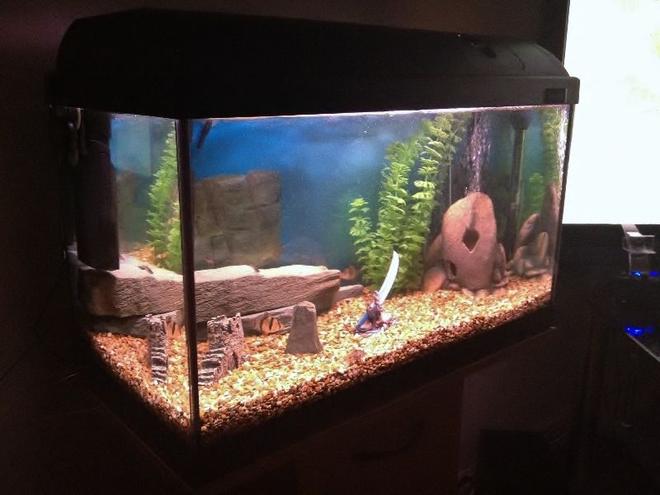 20 gallons freshwater fish tank (mostly fish and non-living decorations) - My first fish tank