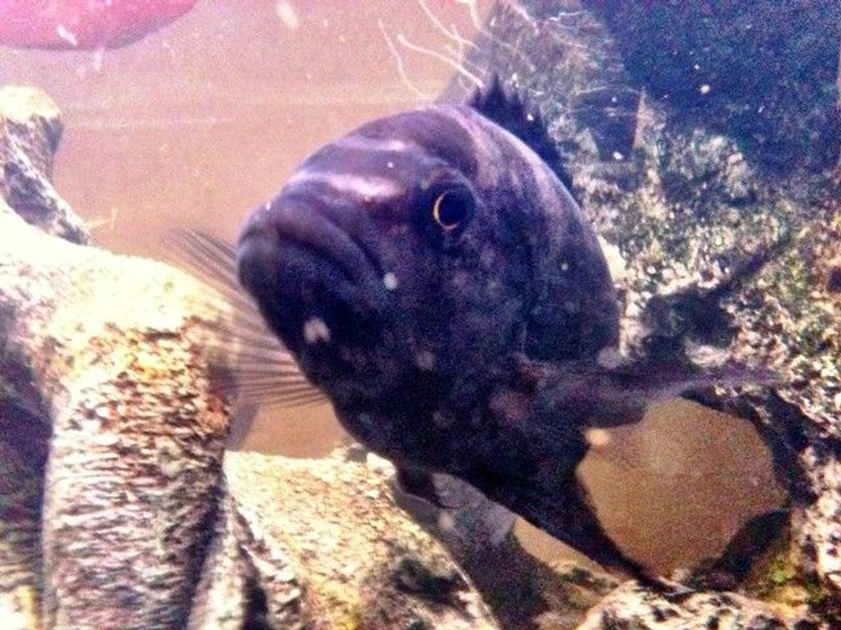 freshwater fish - pseudotropheus crabro - bumblebee cichlid stocking in 46 gallons tank - Bumble Bee