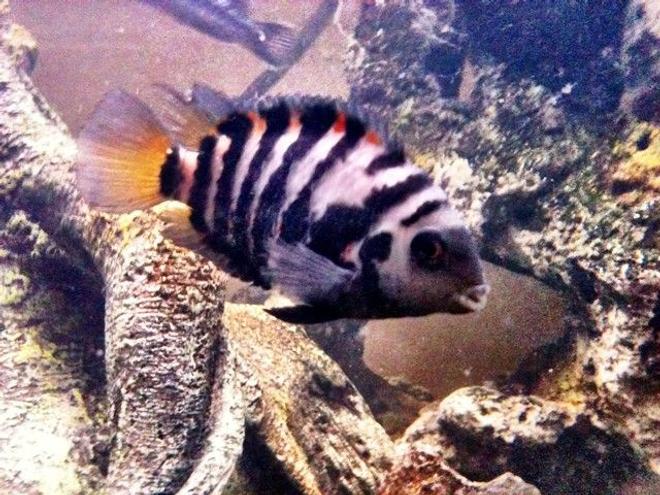 freshwater fish - archocentrus nigrofasciatus - black convict cichlid stocking in 46 gallons tank - Convict