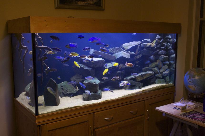 Rated #5: 250 Gallons Freshwater Fish Tank - 800L Malawi Mbuna setup