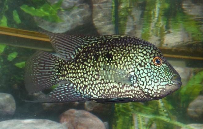 freshwater fish - herichthys cynoguttatus - texas cichlid stocking in 80 gallons tank - Texas Cichlid, looks blue to the eye, but when photographed with flash it looks green! :)