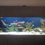 100 gallons freshwater fish tank (mostly fish and non-living decorations) - 100 gallon tru vu with mixed cichlids