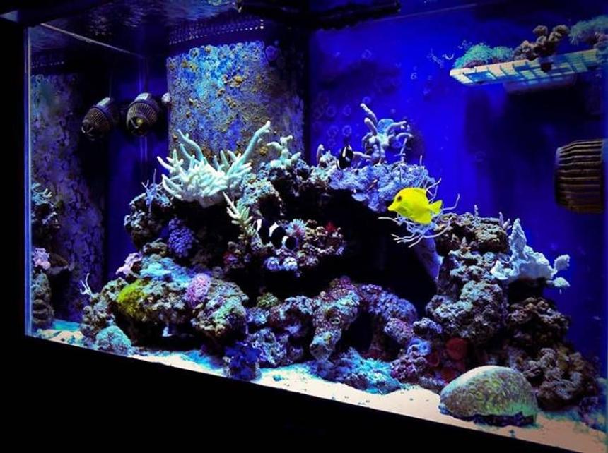 Rated #21: 65 Gallons Reef Tank - Mojo's 65 RR MH+T5