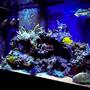 65 gallons reef tank (mostly live coral and fish) - Mojo's 65 RR MH+T5