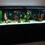 70 gallons freshwater fish tank (mostly fish and non-living decorations) - 125g