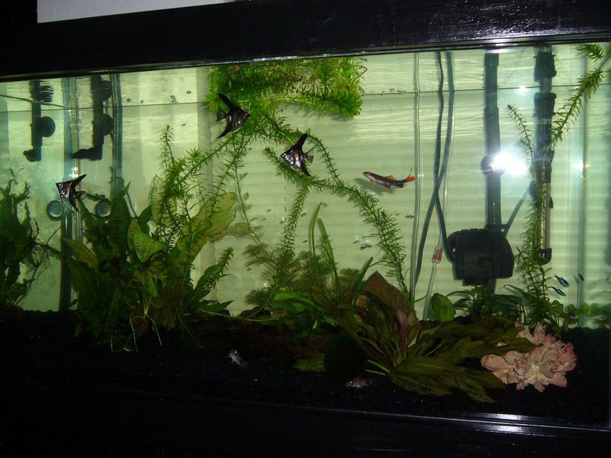 Rated #244: 50 Gallons Freshwater Fish Tank - my tank