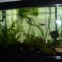 50 gallons freshwater fish tank (mostly fish and non-living decorations) - my tank