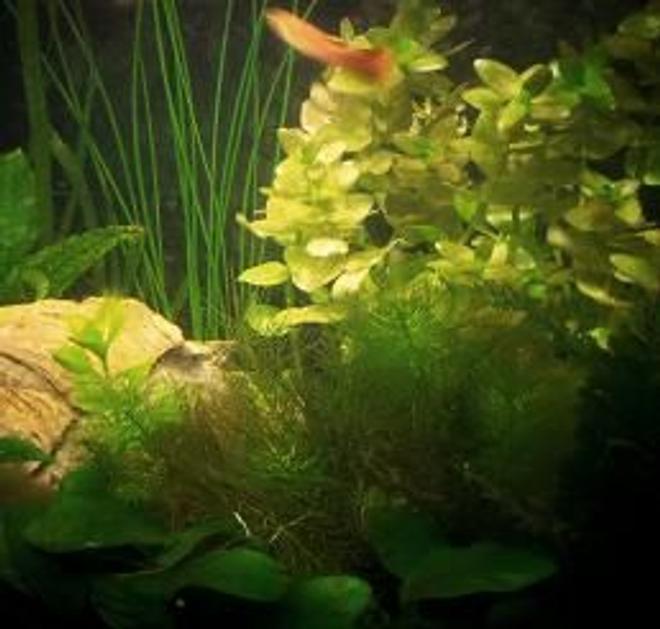 25 gallons planted tank (mostly live plants and fish) - My Marineland Eclipse 6 venture with live plants