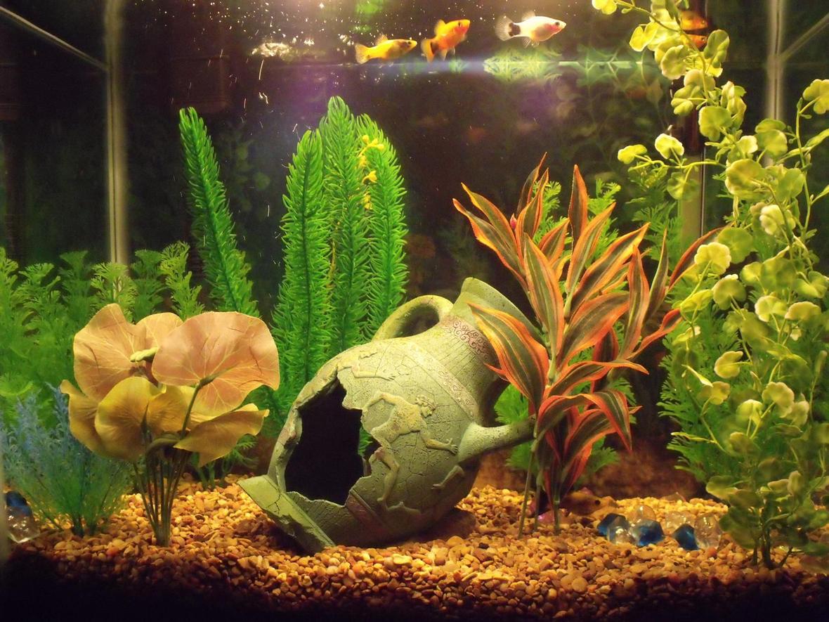 14 gallons freshwater fish tank (mostly fish and non-living decorations) - My tank is a 14g tall with 5 adult Platies, 1 adult Molly, and 2 Platy fry and 1 Molly fry. It has a large Greek vase cave, natural brown gravel, and 9 fake plants (silk and plastic).