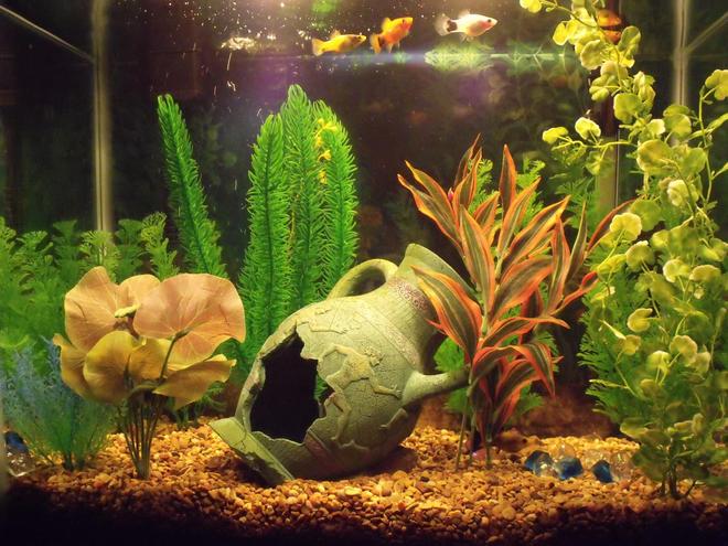 14 gallons freshwater fish tank (mostly fish and non-living decorations) - My tank is a 14g tall with 5 adult Platies, 1 adult Molly, and 2 Platy fry and 1 Molly fry. 
It has a large Greek vase cave, natural brown gravel, and 9 fake plants (silk and plastic).