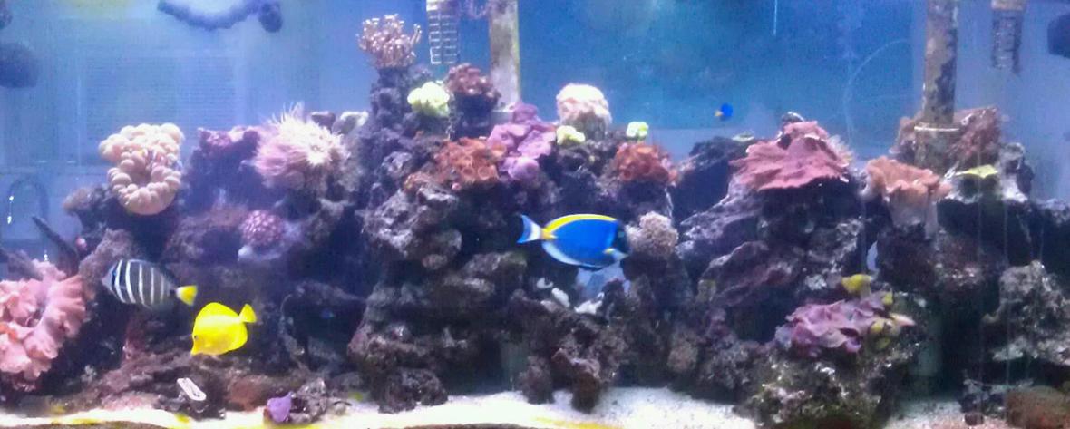 210 gallons reef tank (mostly live coral and fish) - 210 gal Reef Tank