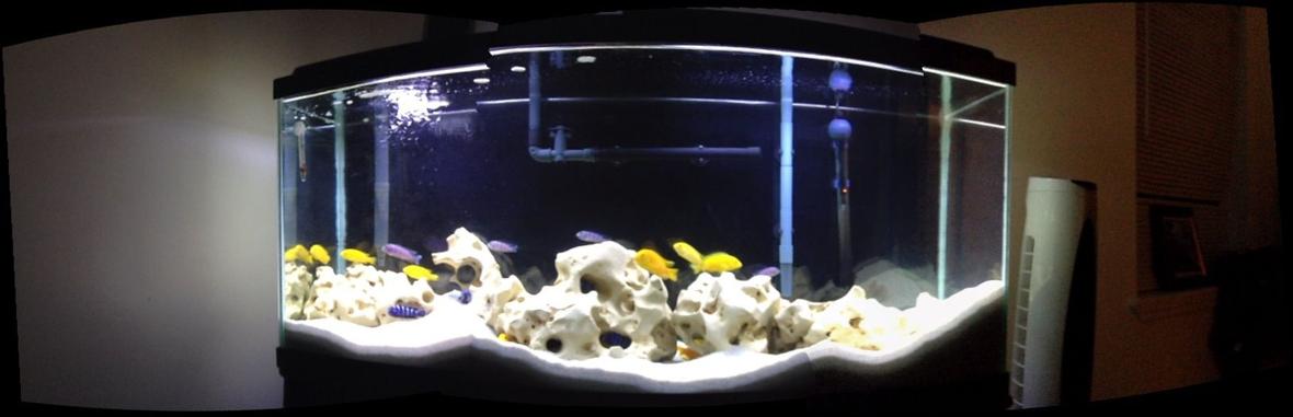 50 gallons freshwater fish tank (mostly fish and non-living decorations) - Malawi Cichlids