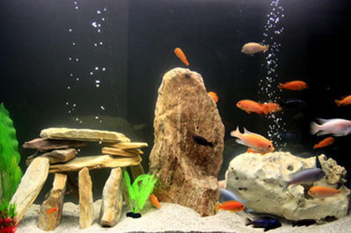 100 gallons freshwater fish tank (mostly fish and non-living decorations) - first malawi
