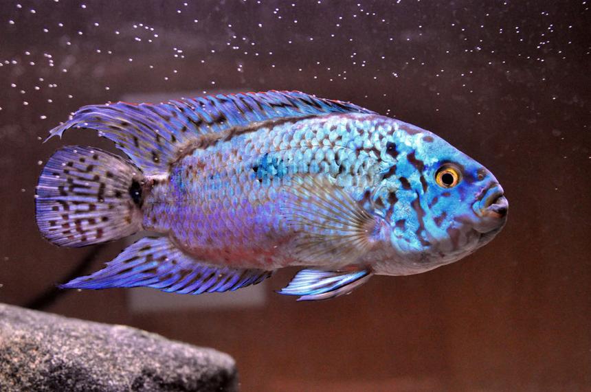 Rated #13: Freshwater Fish - Nandopsis Octofasciatum - Electric Blue Jack Dempsey Stocking In 10 Gallons Tank - My ebjd, Fluffy at one and a half years old and about 4 inches long.