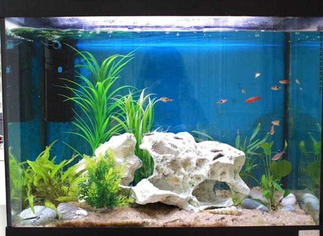 24 gallons freshwater fish tank (mostly fish and non-living decorations) - Fluval 90litres.
Cherry barb, Harelquin rasbora and lambchop, cardinal and wild neon tetra. Rosy and black phantom tetra.