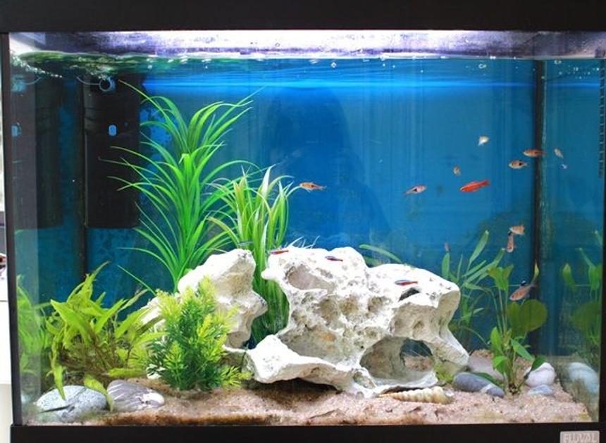 Rated #258: 24 Gallons Freshwater Fish Tank - Fluval 90litres.
Cherry barb, Harelquin rasbora and lambchop, cardinal and wild neon tetra. Rosy and black phantom tetra.