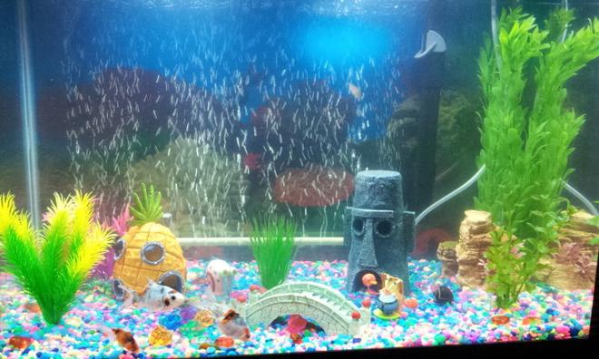20 gallons freshwater fish tank (mostly fish and non-living decorations) - My 20 gallon Spongebob goldfish / cory catfish tank