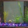 fish tank picture - 88gal frontal