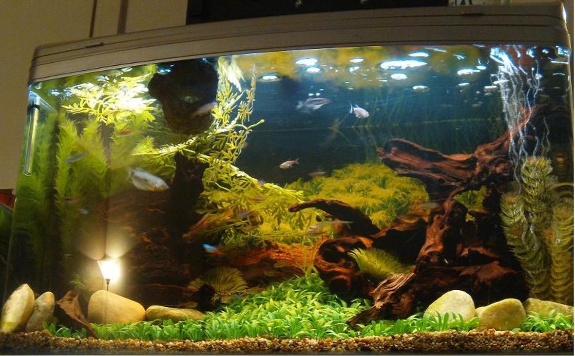 44 gallons freshwater fish tank (mostly fish and non-living decorations) - My setup
