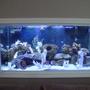 90 gallons saltwater fish tank (mostly fish, little/no live coral) - 90 gallon