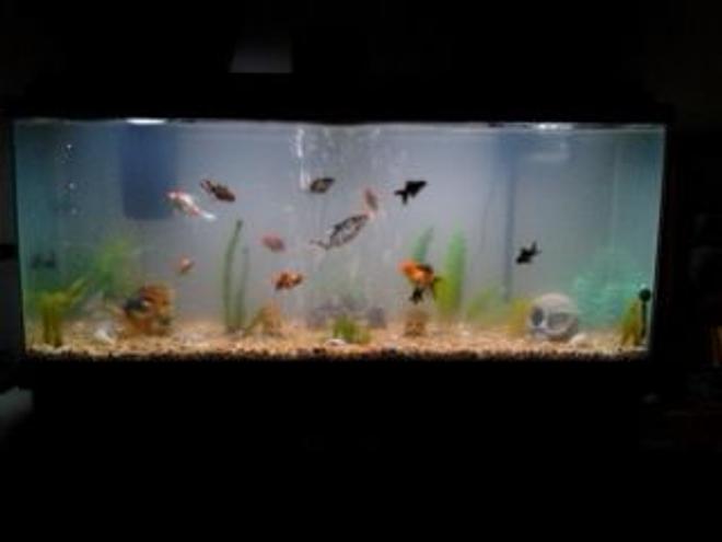 65 gallons freshwater fish tank (mostly fish and non-living decorations) - lots of fish in lots of plants