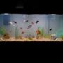 65 gallons freshwater fish tank (mostly fish and non-living decorations) - lots of fish in lots of plants