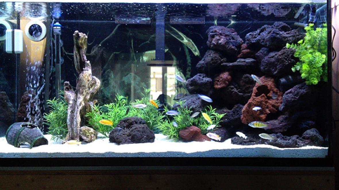 90 gallons freshwater fish tank (mostly fish and non-living decorations) - 90 gal. African Cichlid Tank