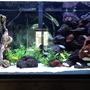 90 gallons freshwater fish tank (mostly fish and non-living decorations) - 90 gal. African Cichlid Tank