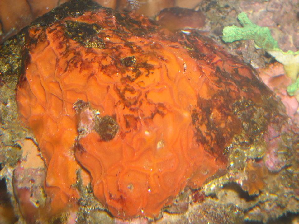 corals inverts - diploria labyrinthiformis - grooved brain coral stocking in 65 gallons tank - brain sponge florida