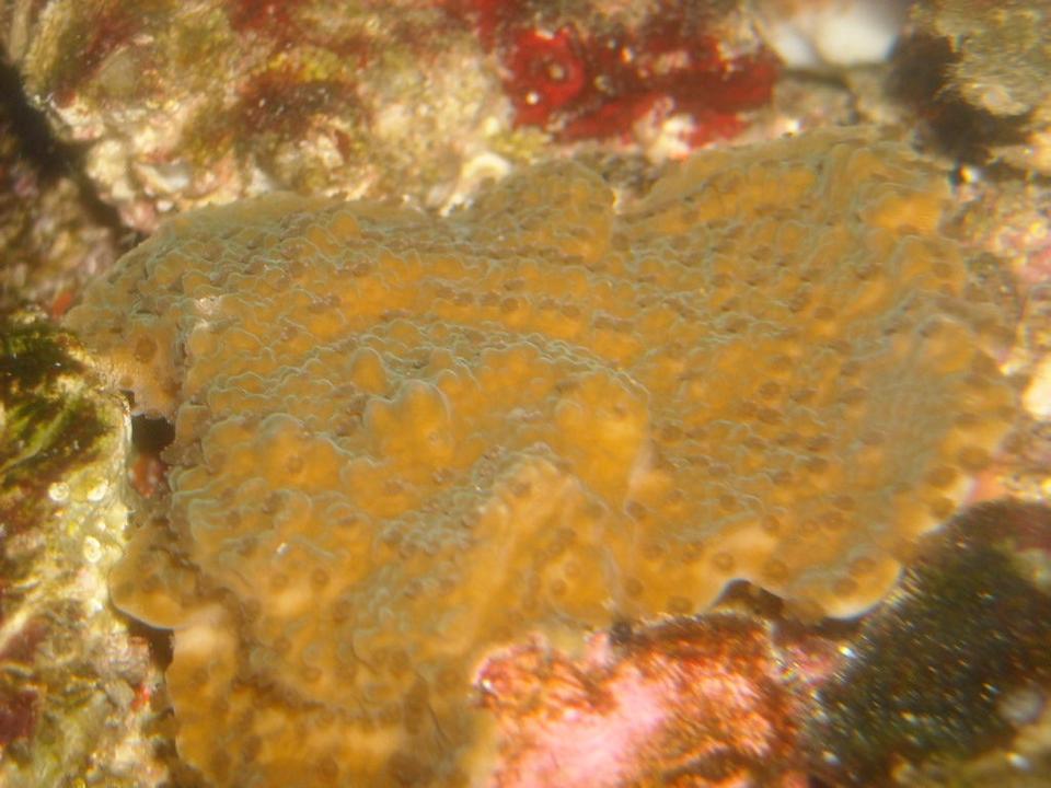 corals inverts - montipora capricornis stocking in 65 gallons tank - mont