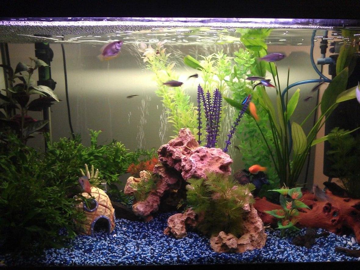 21 gallons freshwater fish tank (mostly fish and non-living decorations) - New gravel, plants, bogwood and decorations
