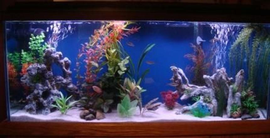 Rated #66: 55 Gallons Freshwater Fish Tank - About three weeks into the free 55 gal tank we got from a neighbor.