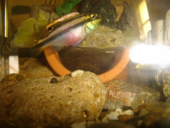 freshwater fish - pelvicachromis pulcher - kribensis cichlid stocking in 70 gallons tank - pelmatochromis kribensis pulcher