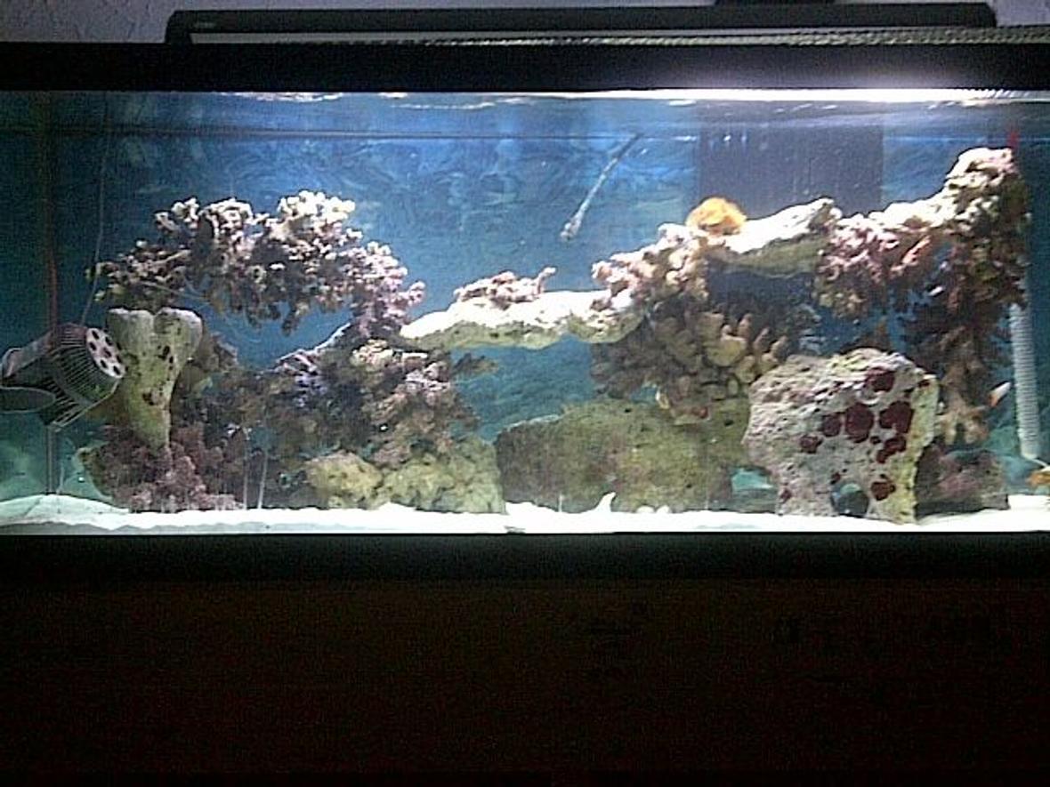 75 gallons saltwater fish tank (mostly fish, little/no live coral) - 75 gallon