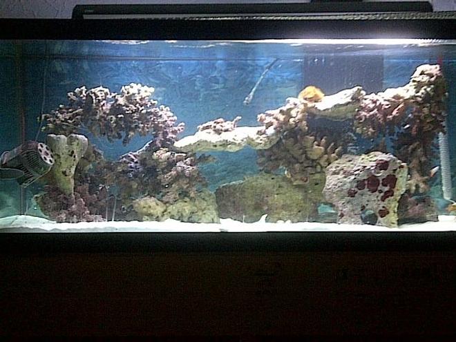 75 gallons saltwater fish tank (mostly fish, little/no live coral) - 75 gallon