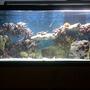 75 gallons saltwater fish tank (mostly fish, little/no live coral) - 75 gallon