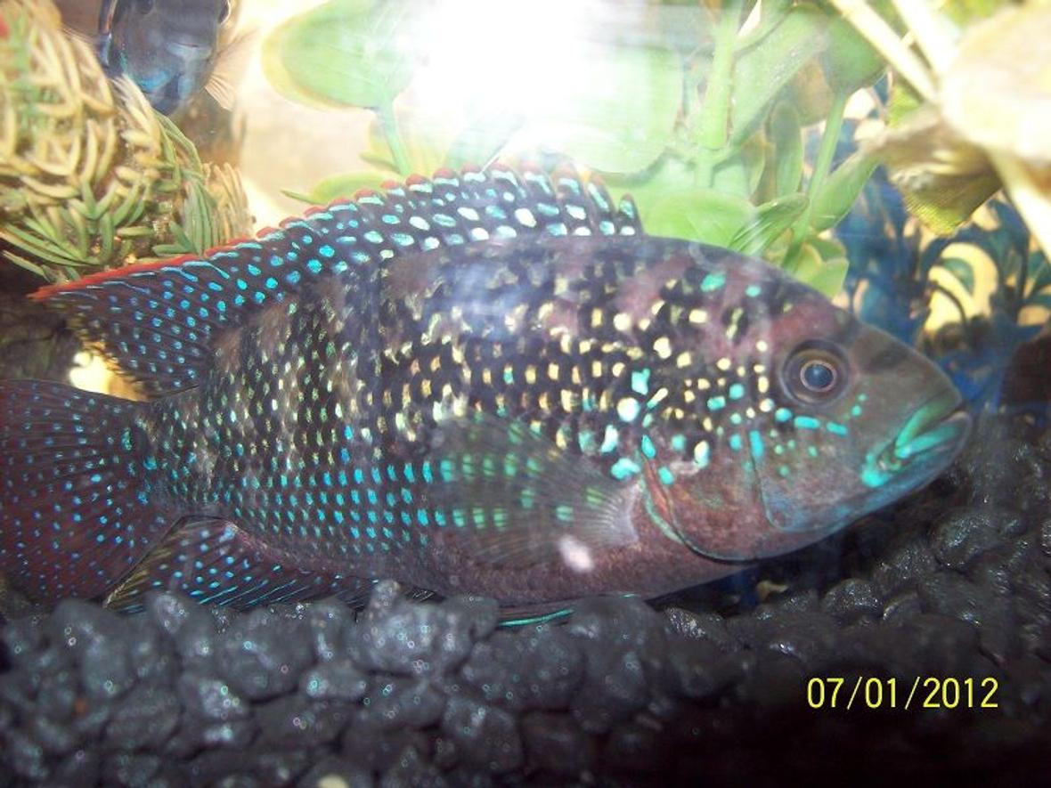 freshwater fish - nandopsis octofasciatum - jack dempsey stocking in 55 gallons tank - Male Jack Dempsey