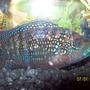 freshwater fish - nandopsis octofasciatum - jack dempsey stocking in 55 gallons tank - Male Jack Dempsey