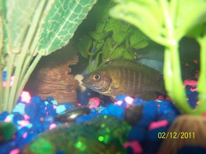 freshwater fish - iodotropheus sprengerae - rusty cichlid stocking in 55 gallons tank - Rusty Cichlid