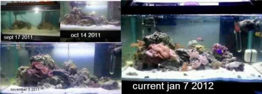 Rated #69: 15 Gallons Reef Tank - my tank from start to current
