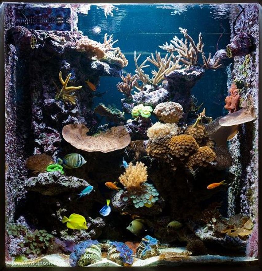 Rated #2: 125 Gallons Reef Tank - 125 gallon see through reef aquarium.