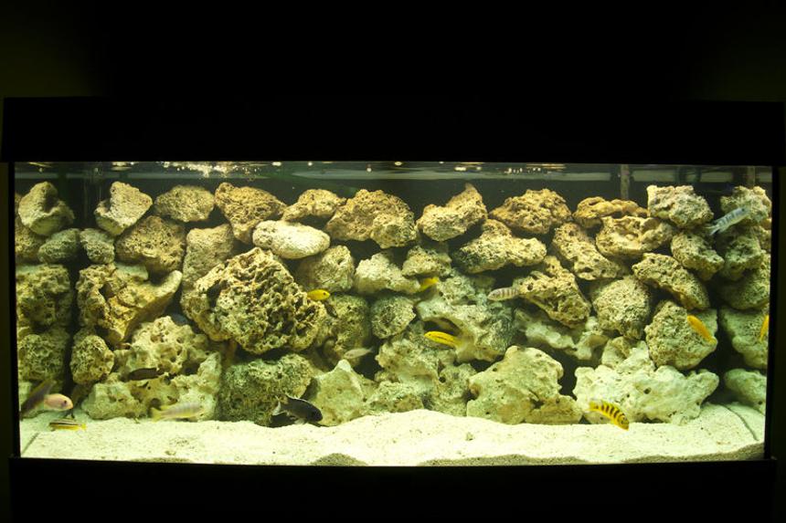 Rated #1776: 180 Gallons Freshwater Fish Tank - Malawi Mbuna Setup
