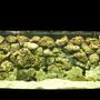 180 gallons freshwater fish tank (mostly fish and non-living decorations) - Malawi Mbuna Setup